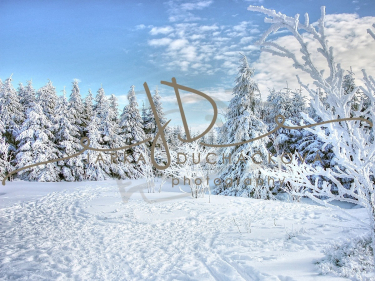 JD PHOTOGRAPHY  Fotopozadí - WINTER 66