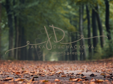 JD PHOTOGRAPHY  Fotopozadí - BAREVNÝ PODZIM 6