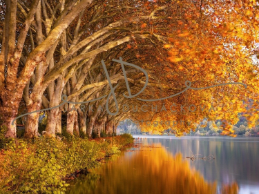 JD PHOTOGRAPHY  Fotopozadí - BAREVNÝ PODZIM 7