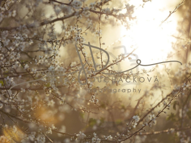 JD PHOTOGRAPHY  Fotopozadí - SPRING 9