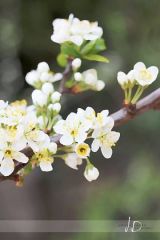 JD PHOTOGRAPHY  Fotopozadí - JARO - rozkvetlá větev