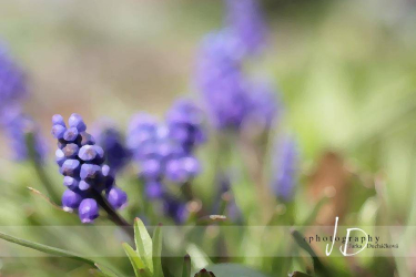 JD PHOTOGRAPHY  Fotopozadí - JARO - modřence