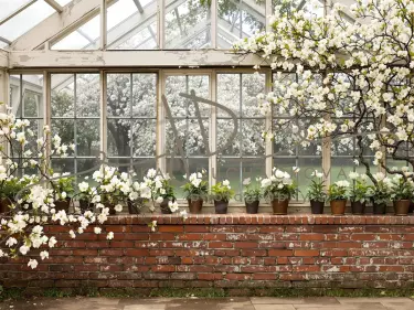 Fotopozadí - Jarní skleník 28