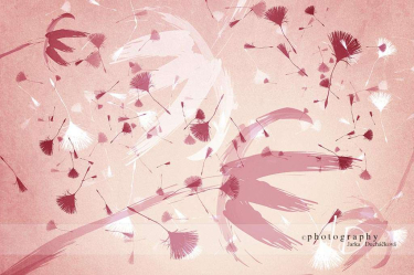 JD PHOTOGRAPHY  Foto pozadí - floral 1 - květinový červený vzor