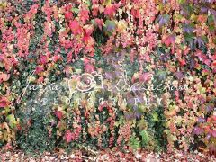 JD PHOTOGRAPHY  Fotopozadí - ZEĎ barevný podzim