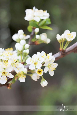 JD PHOTOGRAPHY  Fotopozadí - JARO - rozkvetlá větev