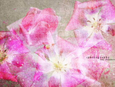 JD PHOTOGRAPHY  Fotopozadí - CRAZY TULIPS 1