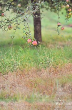 JD PHOTOGRAPHY  Fotopozadí - stěna+podlaha - SAD bez košíku