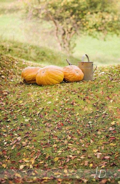 JD PHOTOGRAPHY  Fotopozadí - stěna+podlaha - PODZIM - dýně s konví