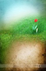 JD PHOTOGRAPHY  Fotopozadí - SPOJENÉ POZADÍ - JARO - s tulipánem 1