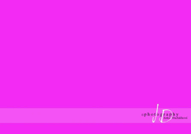 JD PHOTOGRAPHY  Fotopozadí - jednobarevné RůŽOVÉ tmavě