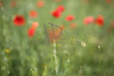 JD PHOTOGRAPHY  Fotopozadí - Květinový bokeh 12