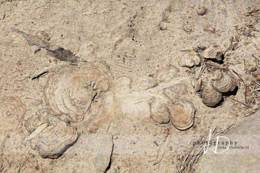 JD PHOTOGRAPHY  Fotopozadí - PÍSEČNÁ ZEM