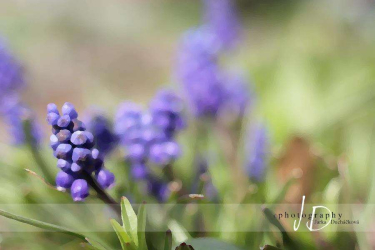 JD PHOTOGRAPHY  Fotopozadí - KRAJINA - příroda 11