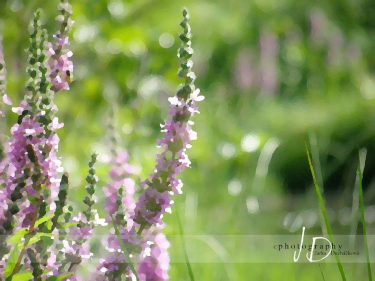 JD PHOTOGRAPHY  Fotopozadí - KRAJINA - příroda 9