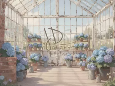 Skleník s hortenziemi 4