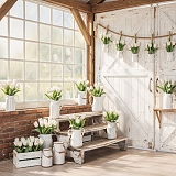 Bílé tulipány stodoly/skleníky